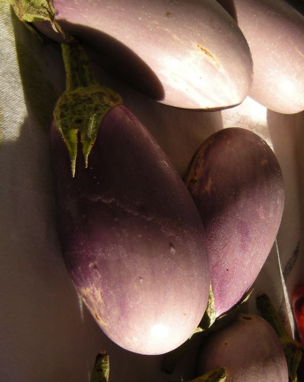 Eggplant